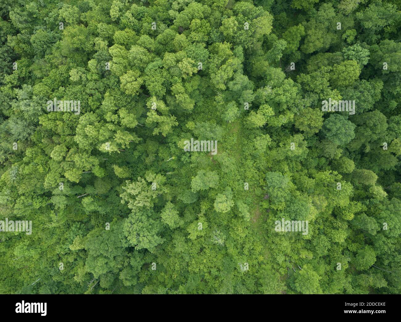 Summer green forest aerial view hi-res stock photography and images - Alamy