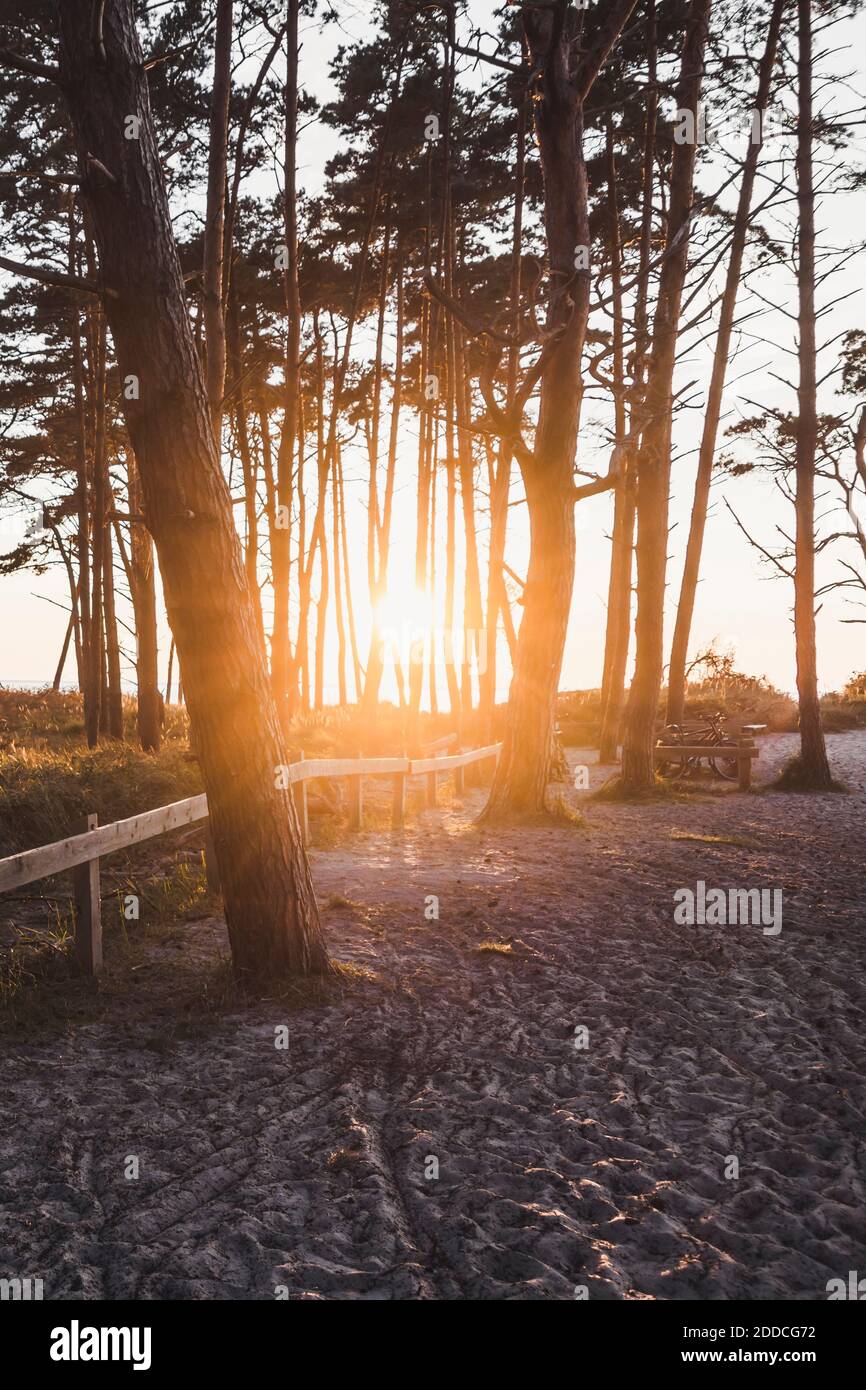 Setting sun shining between trees growing along sandy beach Stock Photo