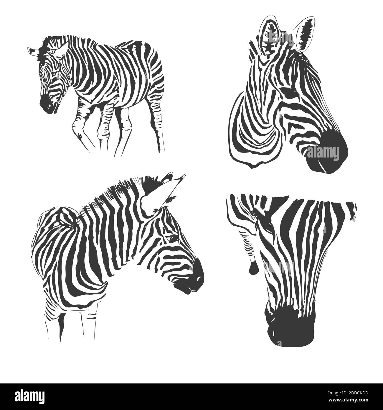 Graphical set of zebras isolated on white background,vector handdrawn