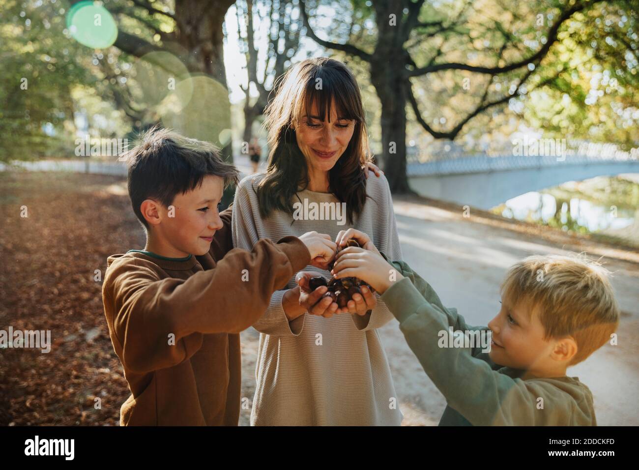 Mother and sons collecting chestnuts while standing in public park Stock Photo