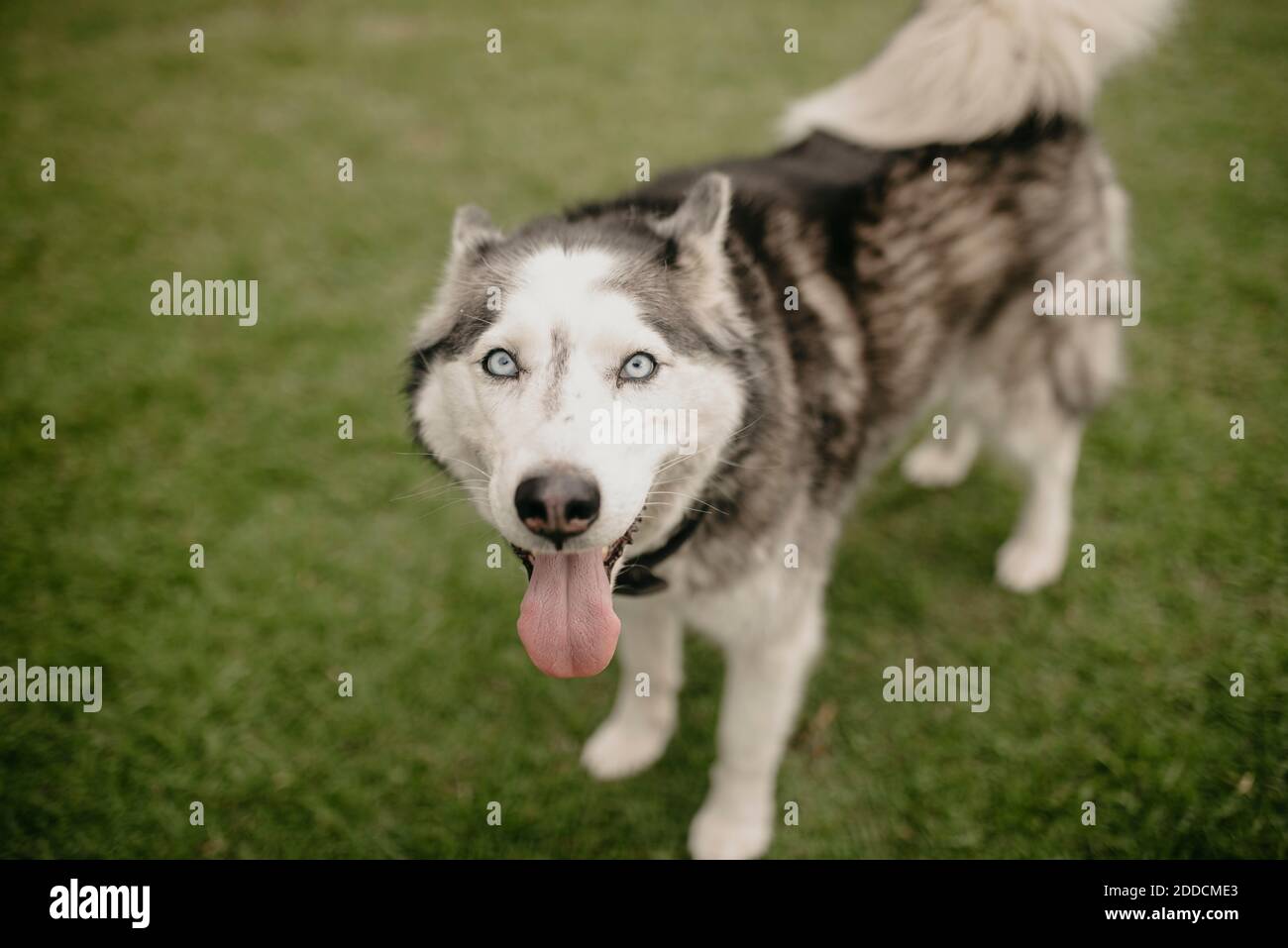 Siberian Husky panting while standing on lawn at back yard Stock Photo
