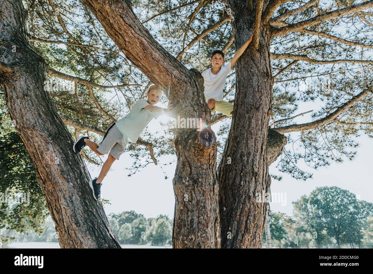 Brothers climbing on pine tree in public park during sunny day Stock Photo