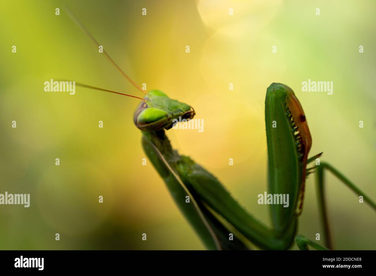 Closeup of Mantis religiosa (praying mantis) in natural conditions