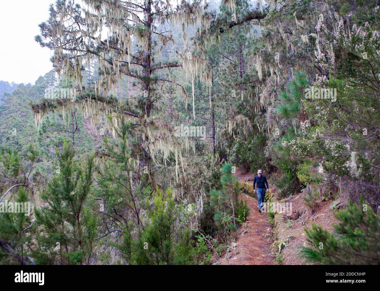 Hiking forest mountain hi-res stock photography and images - Alamy