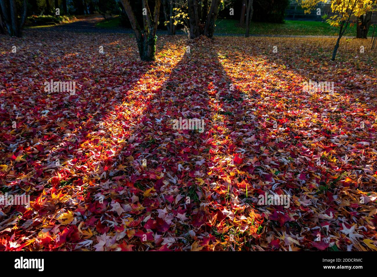 Autumn leaves on ground at sunset Stock Photo