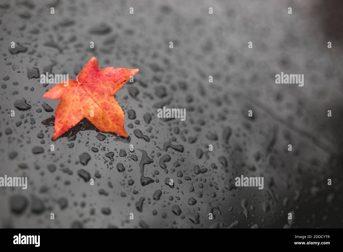 Germany, Brandenburg, Potsdam, Red autumn leaf lying on black surface covered in raindrops Stock Photo