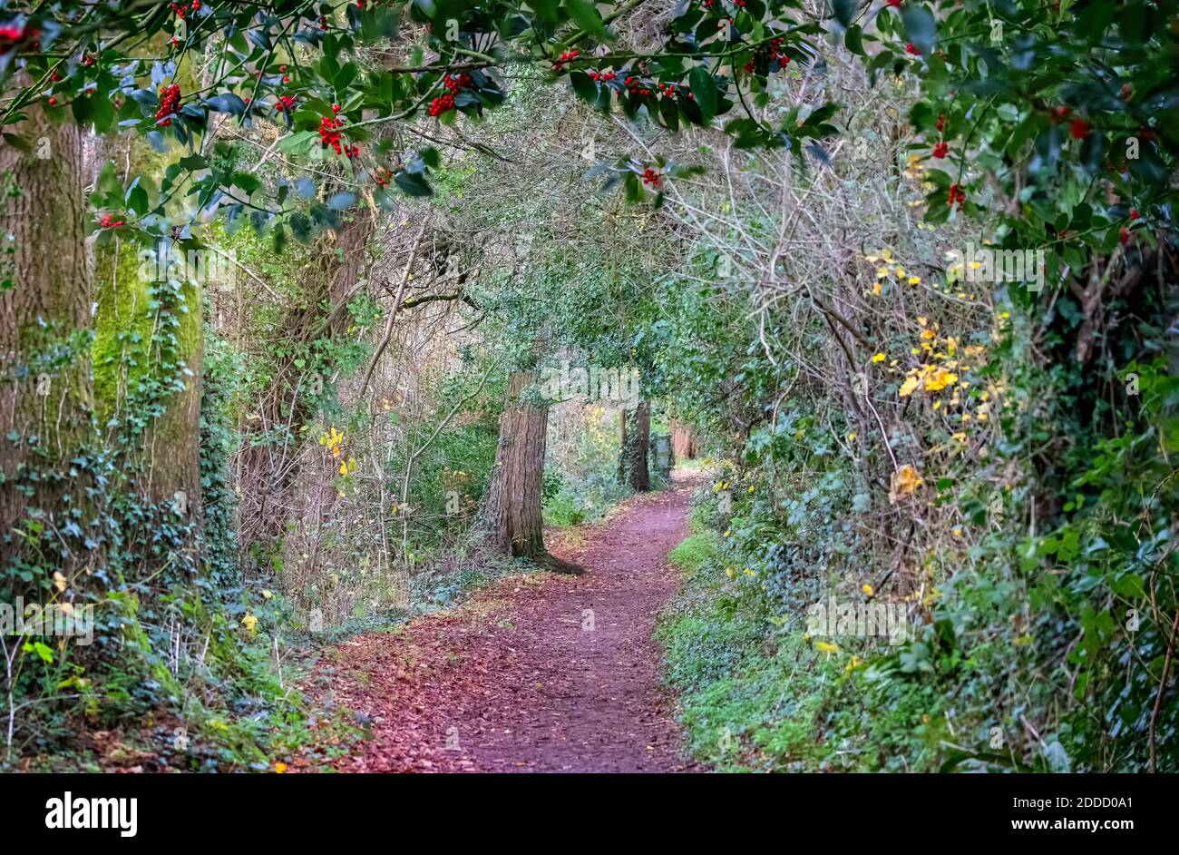 Footpath through a beautiful autumnal glade of golden colours framed by holly bush laden with ripe red berries Stock Photo