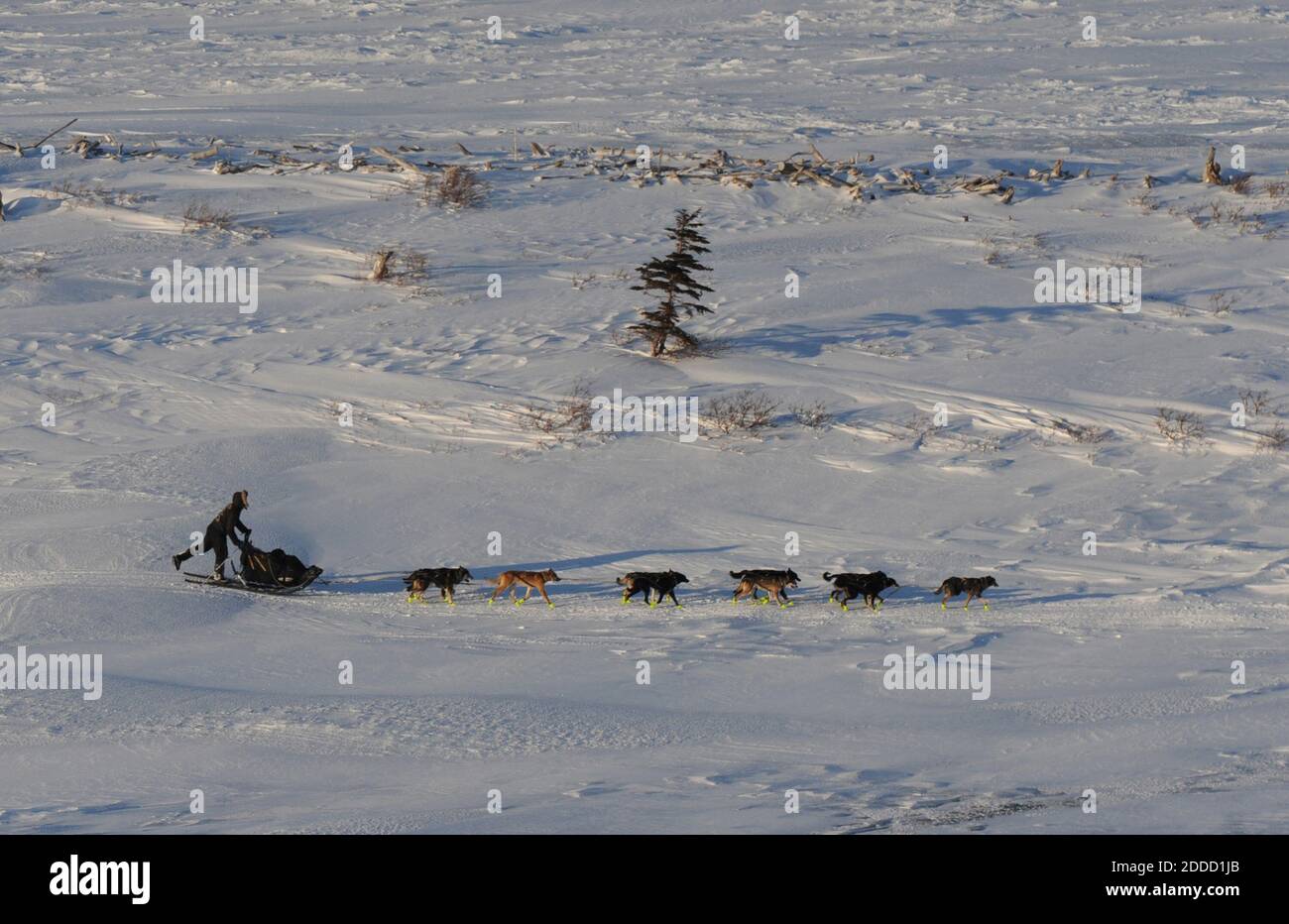 NO FILM, NO VIDEO, NO TV, NO DOCUMENTARY - A musher drives his team towards Koyuk, Alaska, USA on March 11, 2013, during the Iditarod Trail Sled Dog Race. Photo by Bill Roth/Anchorage Daily News/MCT/ABACAPRESS.COM Stock Photo