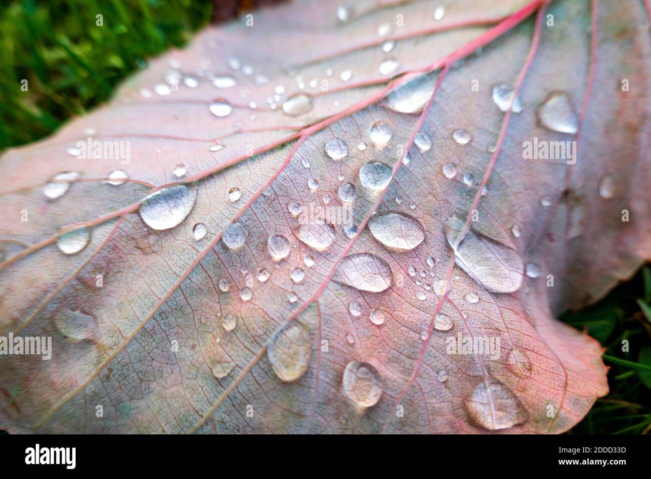Raindrops on Autumn leaf Stock Photo