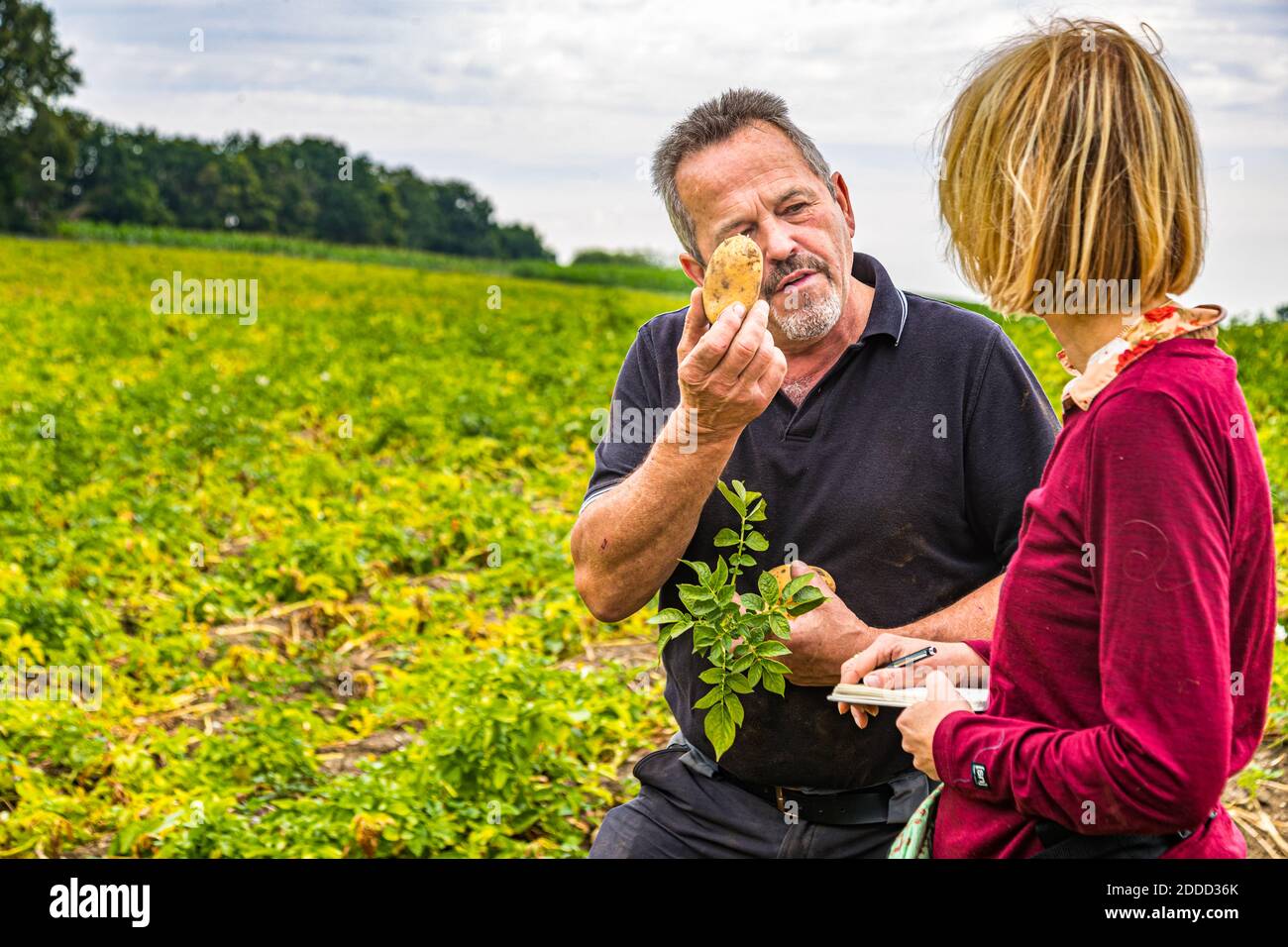 Farmer Paul Strixner on his field with the ripe new potato named 'Jewel' in Ehekirchen, Germany Stock Photo