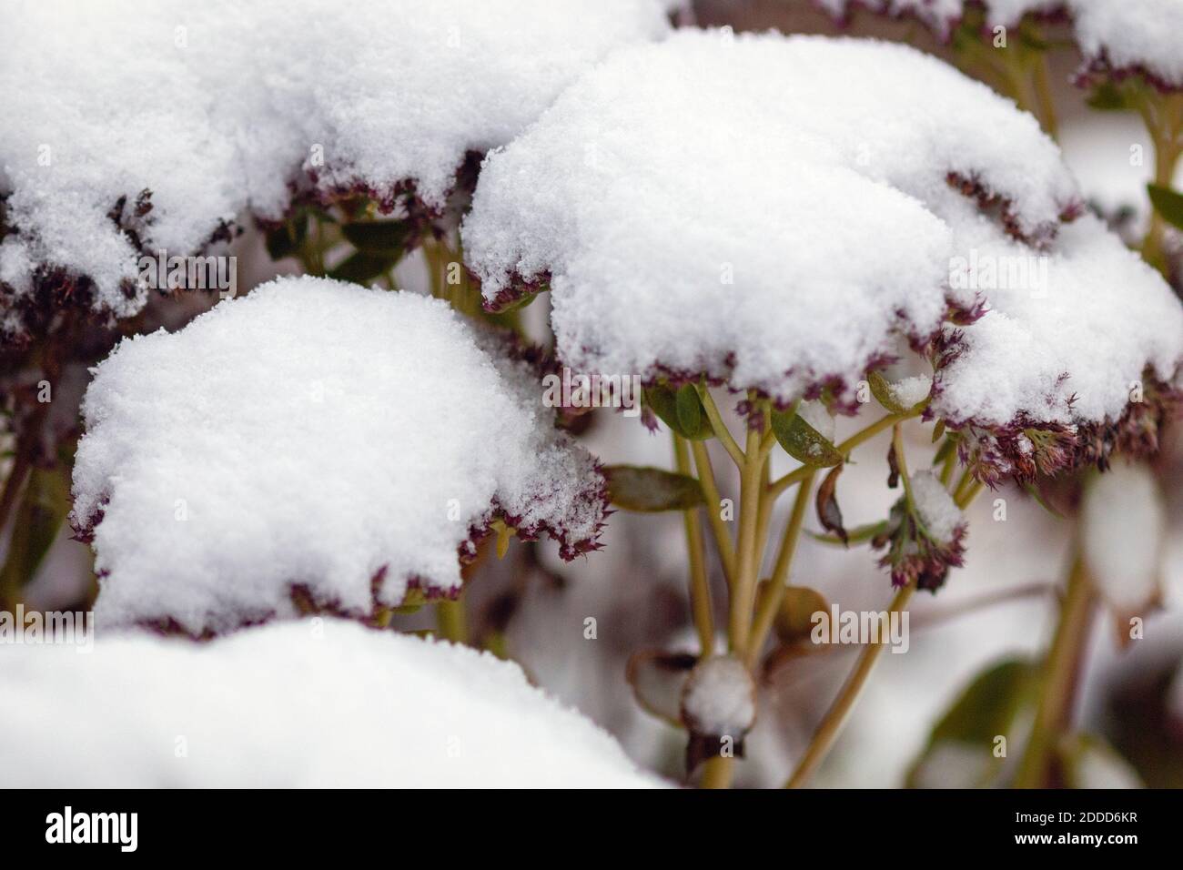 Plant covered with snow, Sedum spectabile under snow Stock Photo