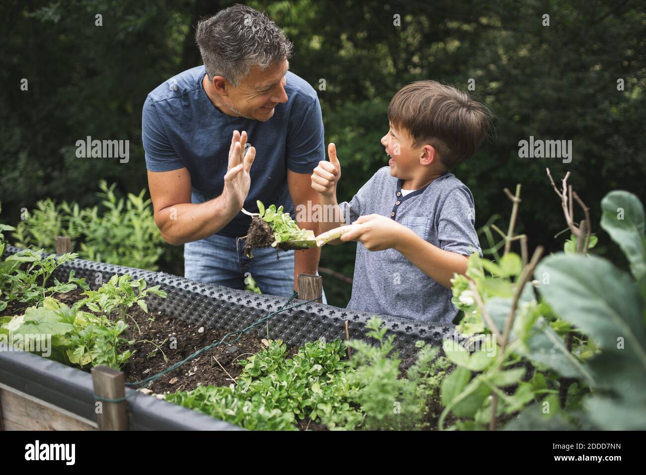 Cheerful boy showing thumbs up to father while holding plant with trowel by raised bed in garden Stock Photo