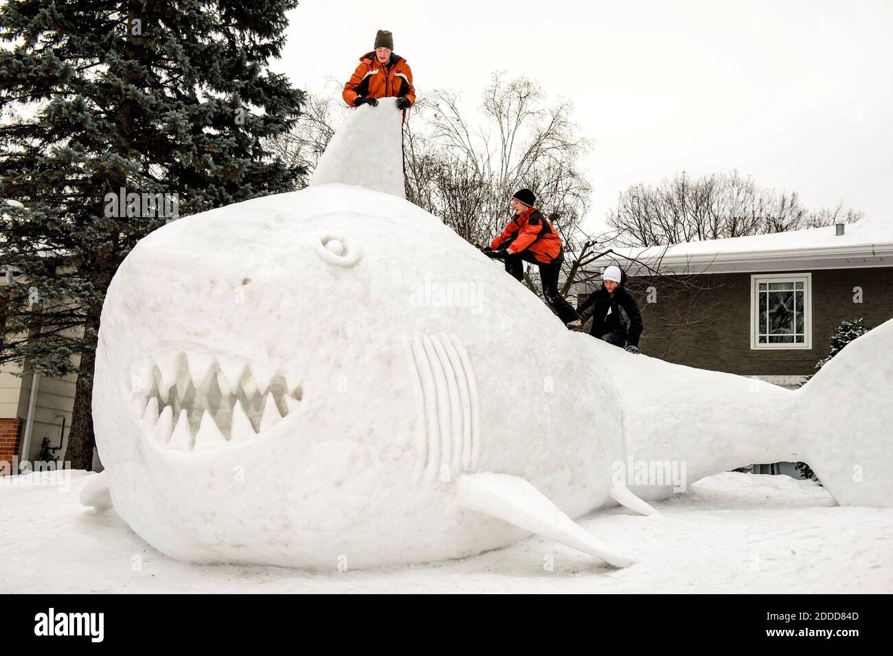 NO FILM, NO VIDEO, NO TV, NO DOCUMENTARY - Trevor, from left, Connor, and Austin Bartz, seen on January 1, 2014, built a16-foot high snow shark at their New Brighton, Minneapolis, MN, USA. It took the brothers around 95 hours. Photo by Glen Stubbe/Minneapolis Star Tribune/MCT/ABACAPRESS.COM Stock Photo