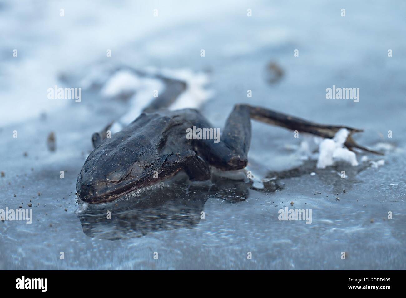 Frozen frog on ice Stock Photo Alamy