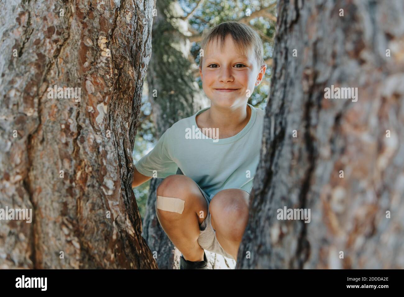 Boy peeking through branches of pine tree in public park on sunny day Stock Photo