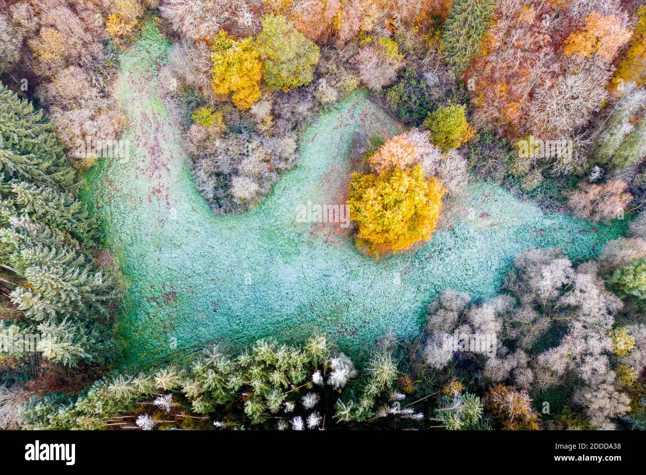 Drone view of turquoise patch of grass in autumn forest at dawn Stock Photo