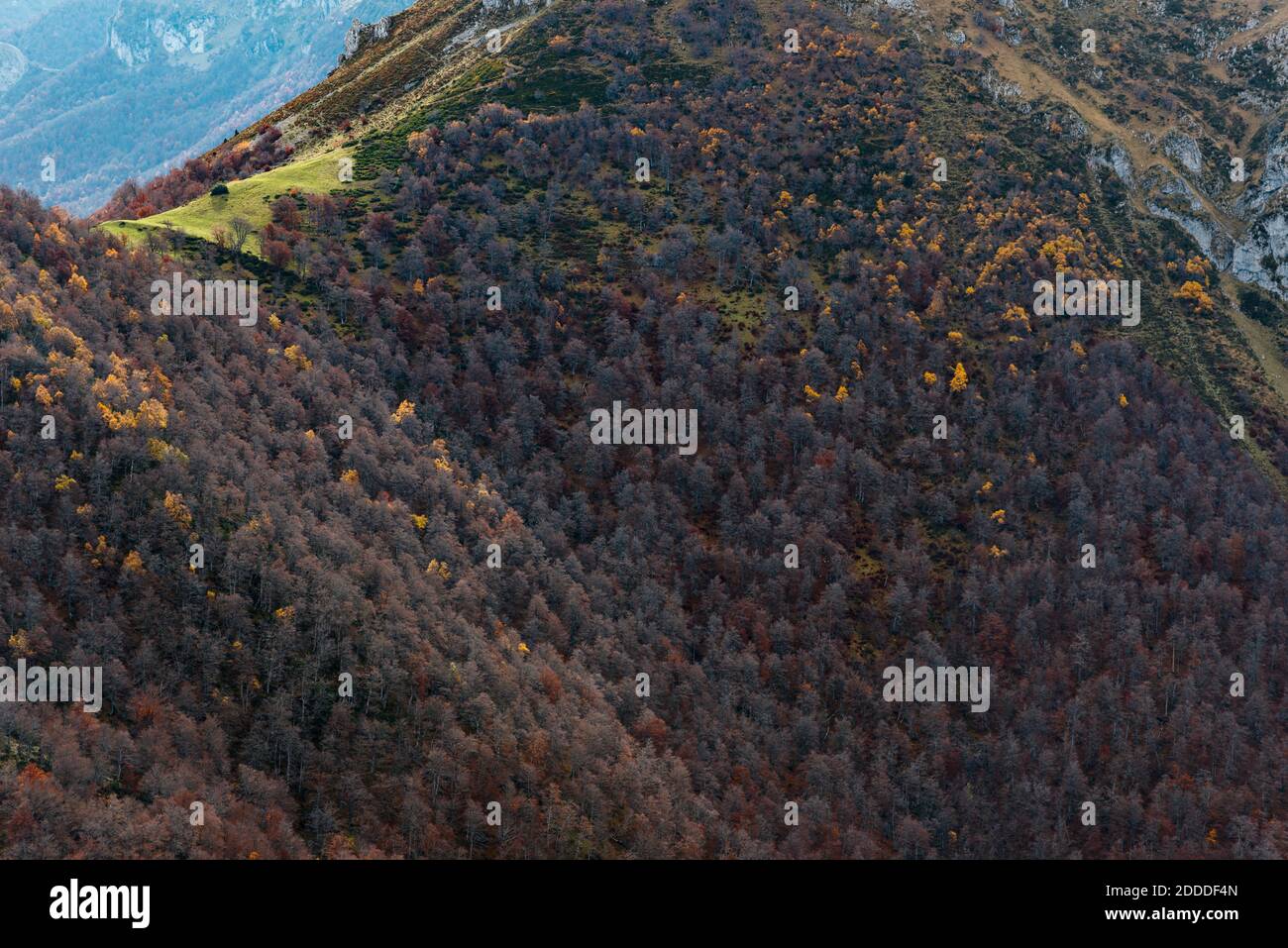 Forested ridge in Picos de Europa during autumn Stock Photo - Alamy