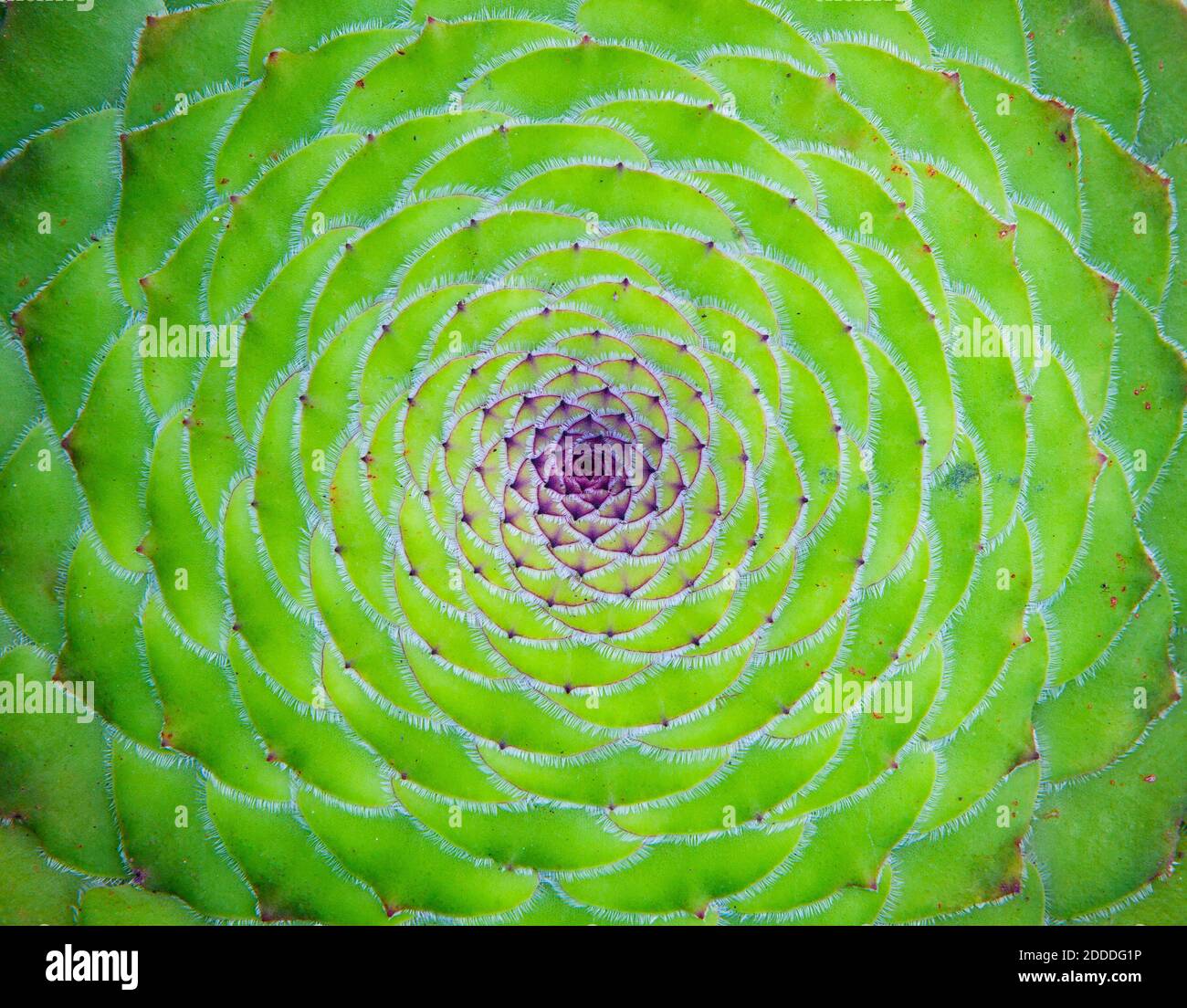 Green natural pattern of flat-topped aeonium (Aeonium tabuliforme) Stock Photo