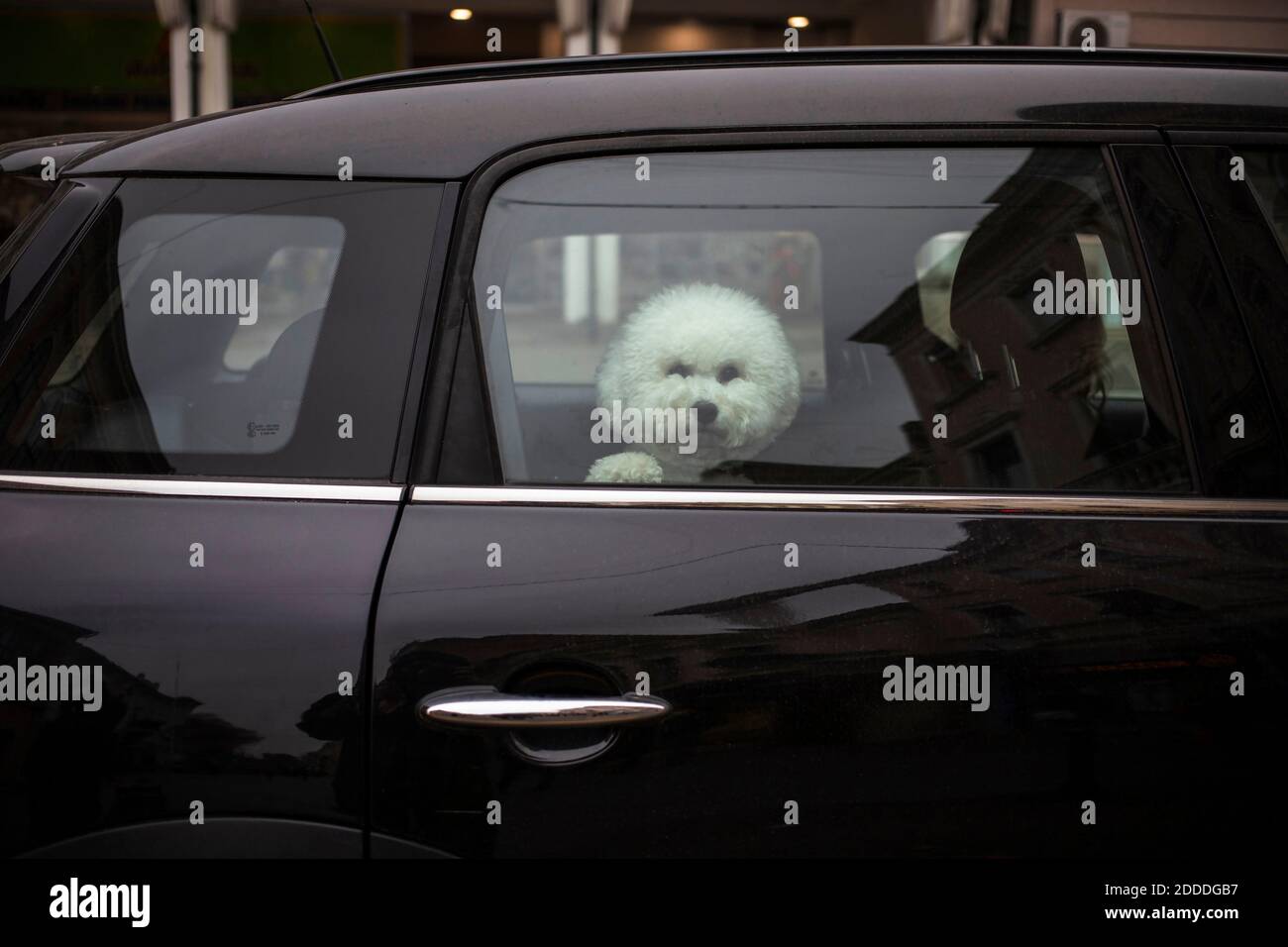 A Bichon Dog riding in the backseat Stock Photo