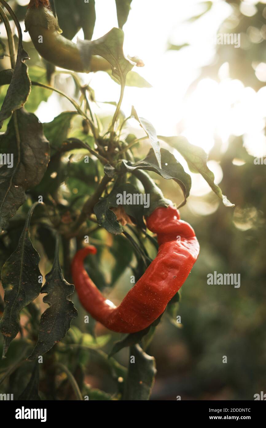 Red chili pepper growing outdoors Stock Photo Alamy