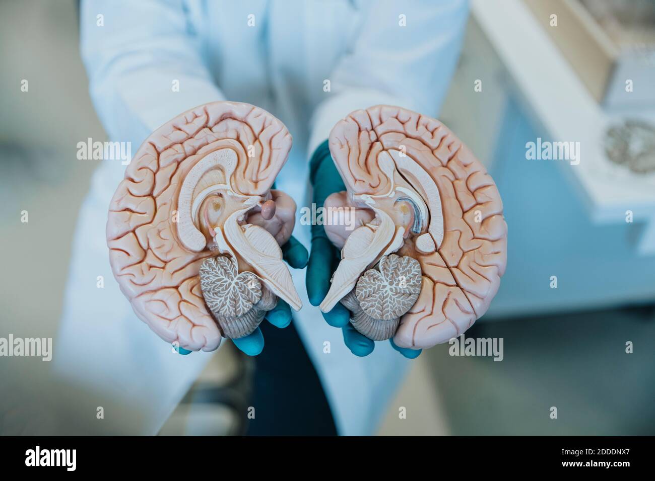Scientist showing halves of artificial human brain part while standing at laboratory Stock Photo