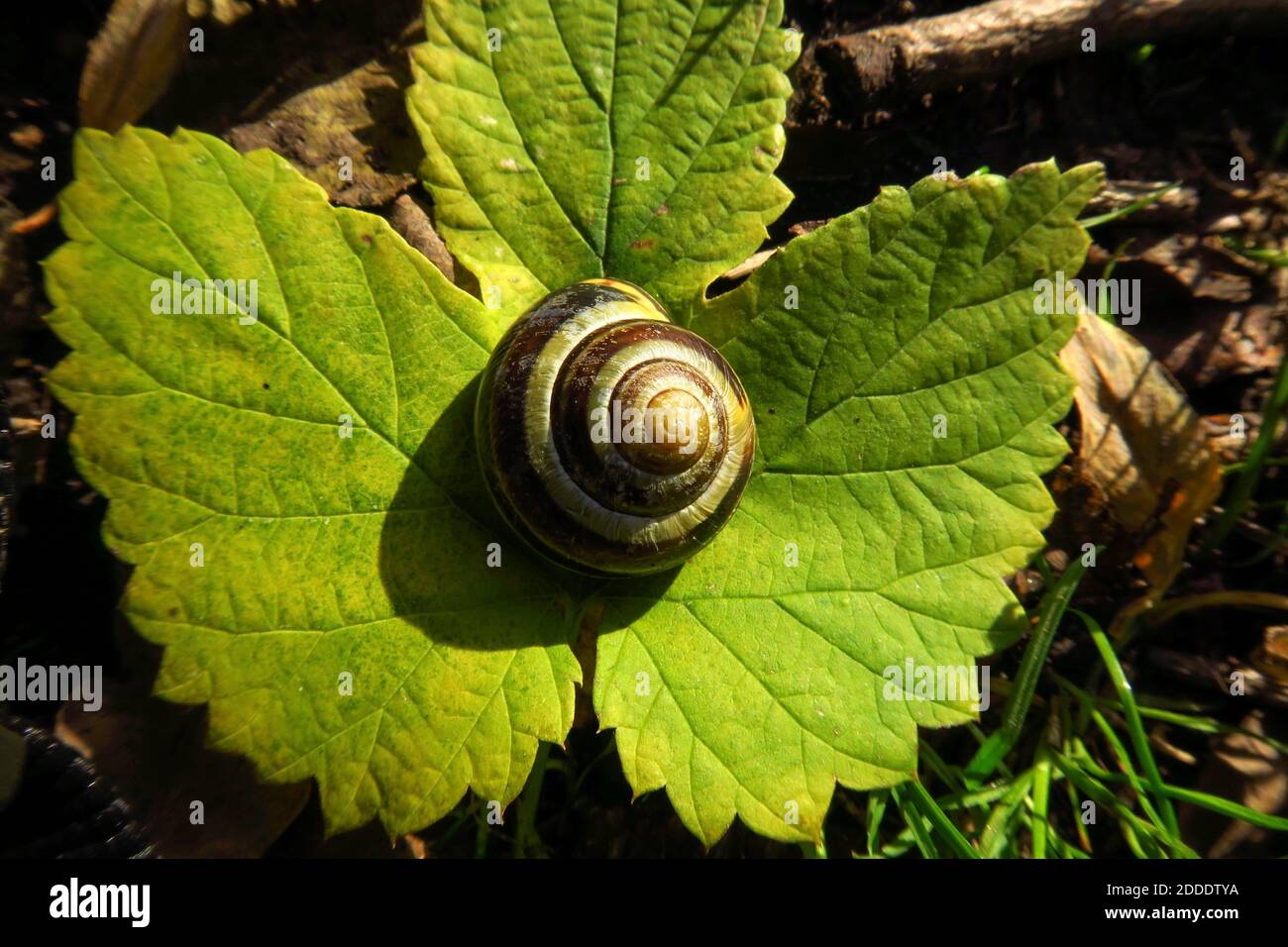Snail shell lying on green leaf Stock Photo - Alamy