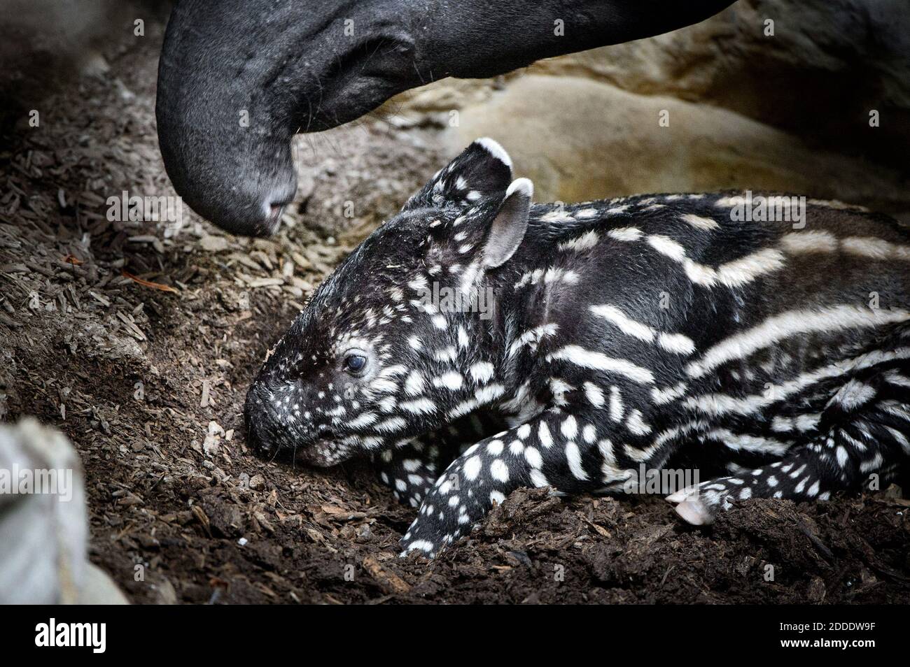 NO FILM, NO VIDEO, NO TV, NO DOCUMENTARY - The Malayan tapir calf expores his space at the Minnesota Zoo for about an hour with mom Bertie on August 12, 2015 in NO FILM, NO VIDEO, NO TV, NO DOCUMENTARY - The Malayan tapir calf expores his space at the Minnesota Zoo for about an hour with mom Bertie on August 12, 2015 in