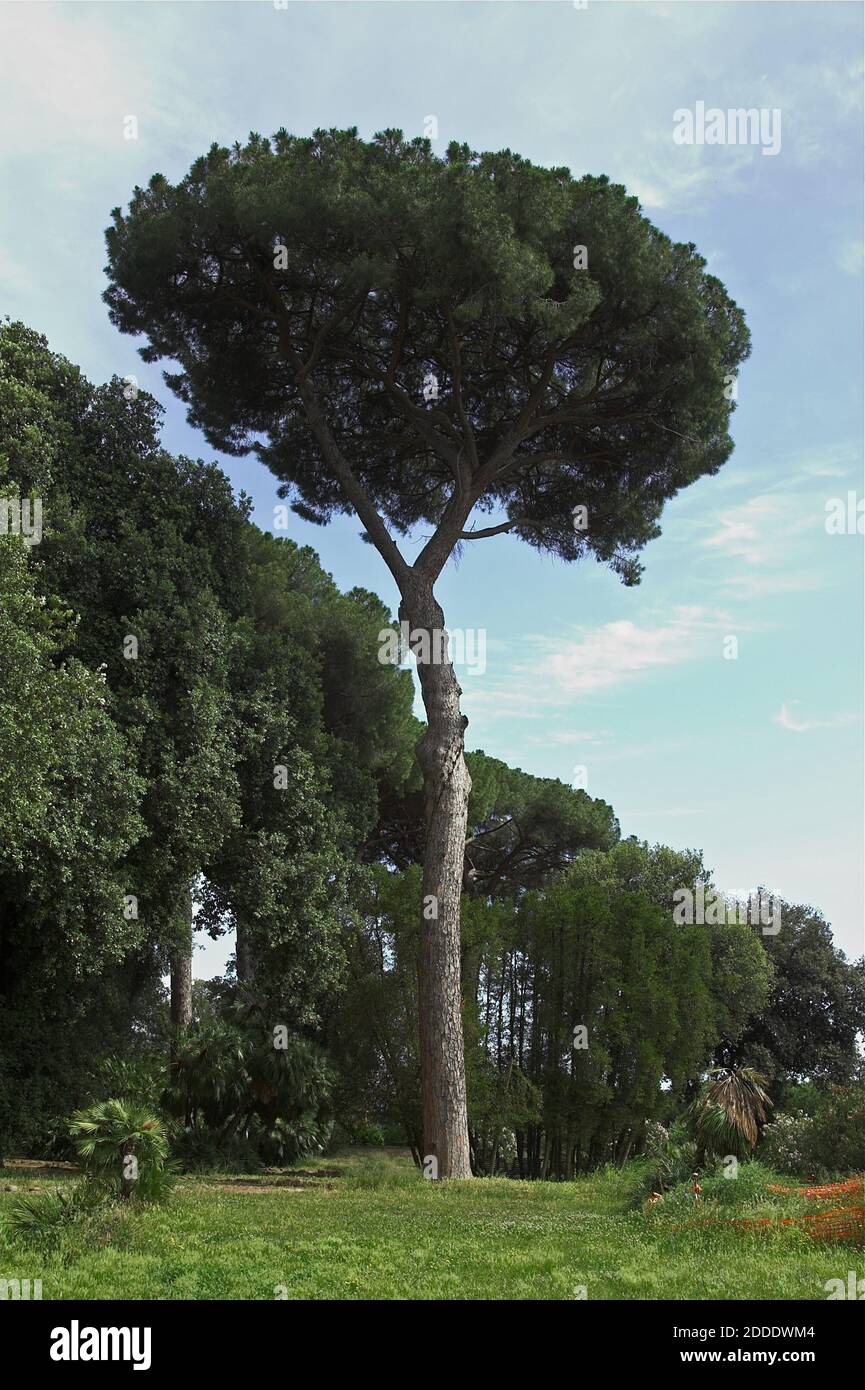 Roma, Rom, Italy, Italien; Pinus pinea L. Lonely Roman pine. Einsame römische Kiefer. Samotna pinia rzymska. Pino romano solitario. 孤獨的羅馬松。 Stock Photo
