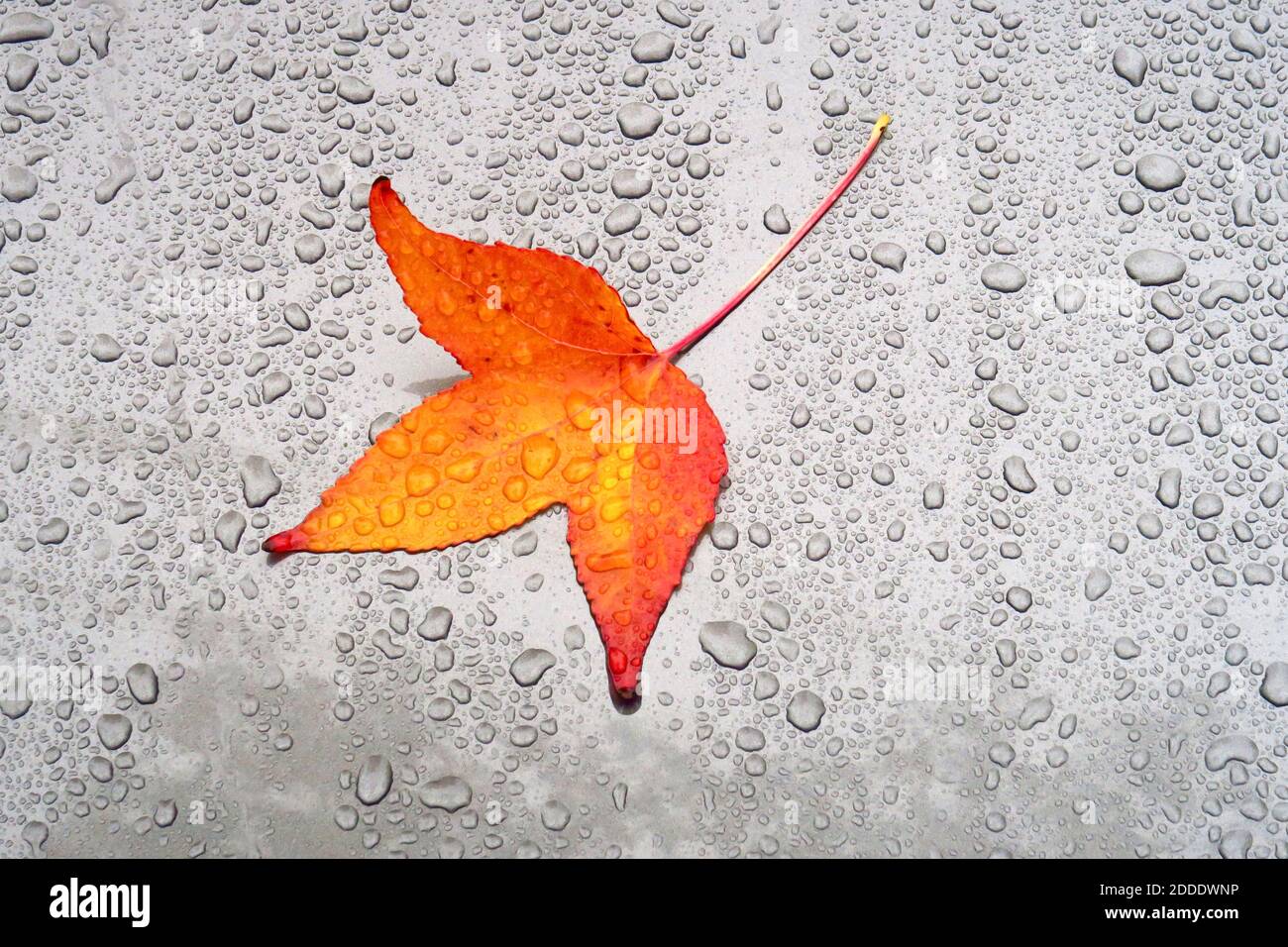 Autumn leaf lying on car hood covered in raindrops Stock Photo