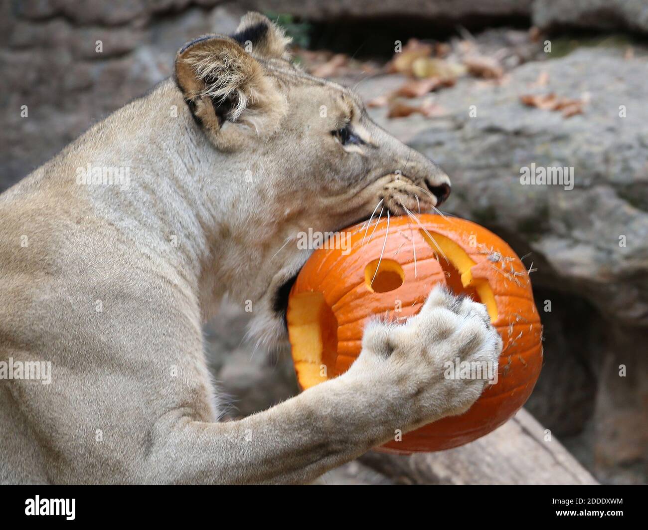 NO FILM, NO VIDEO, NO TV, NO DOCUMENTARY - One of the adult lionesses claims a pumpkin treat for herself at the Fort Worth Zoo in Fort Worth, TX, USA, on Thursday, October 22, 2015, the day before the annual opening of Boo at the Zoo. Photo by Paul Moseley/Fort Worth Star-Telegram/TNS/ABACAPRESS.COM Stock Photo