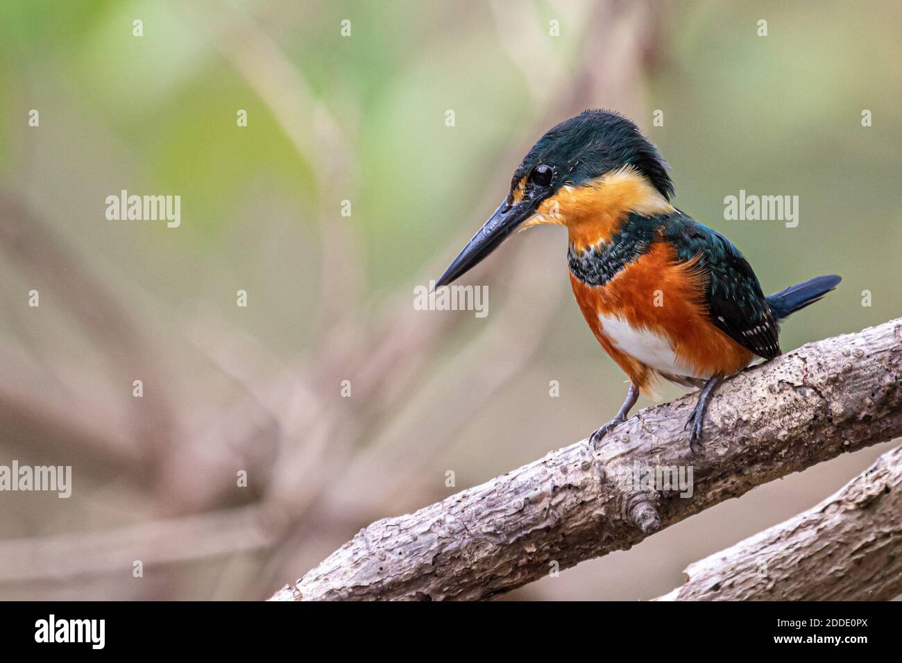 An American pygmy kingfisher is perching for fish on a branch above a river in Costa Rica Stock Photo