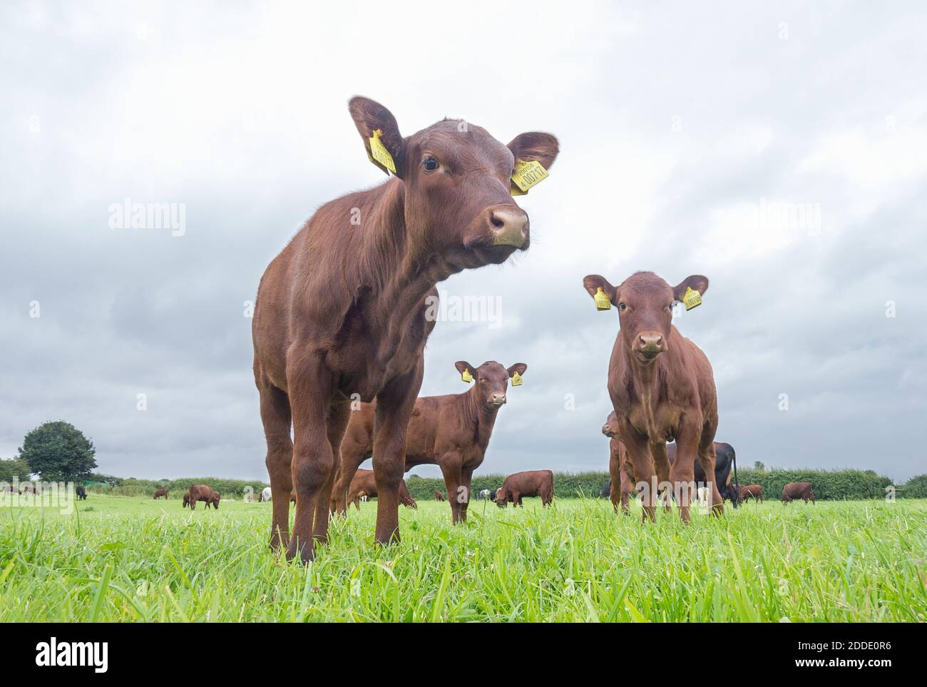 Red poll cows grazing on field against sky Stock Photo