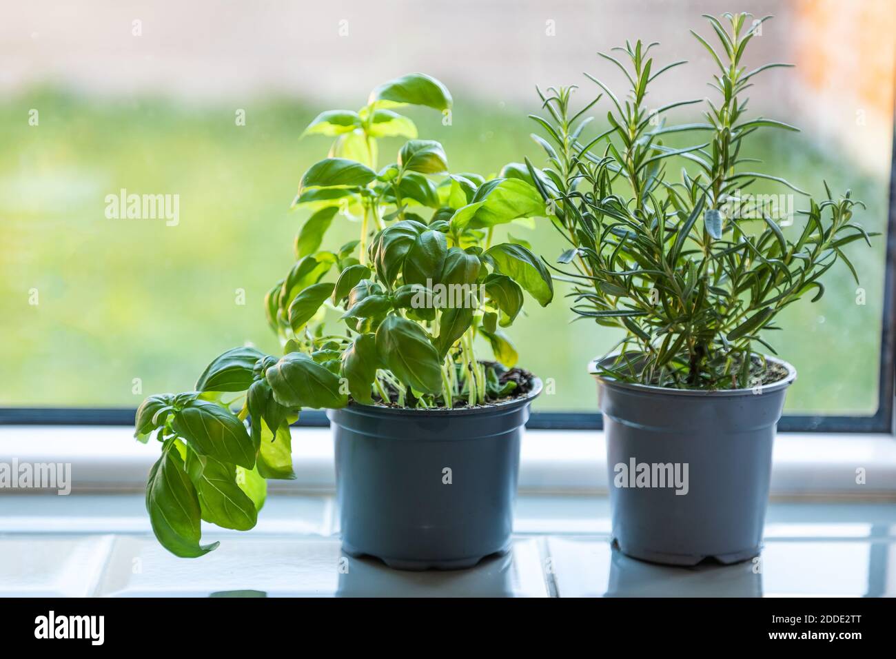 indoors home garden of basil and rosemary in pots on a window sill ...