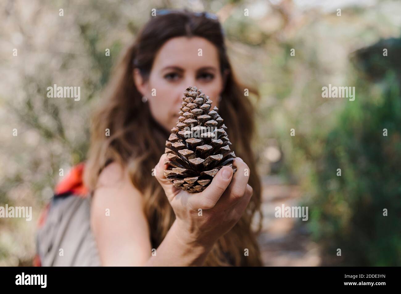 Trekker holding pine cone while standing in forest at La Pedriza, Madrid, Spain Stock Photo
