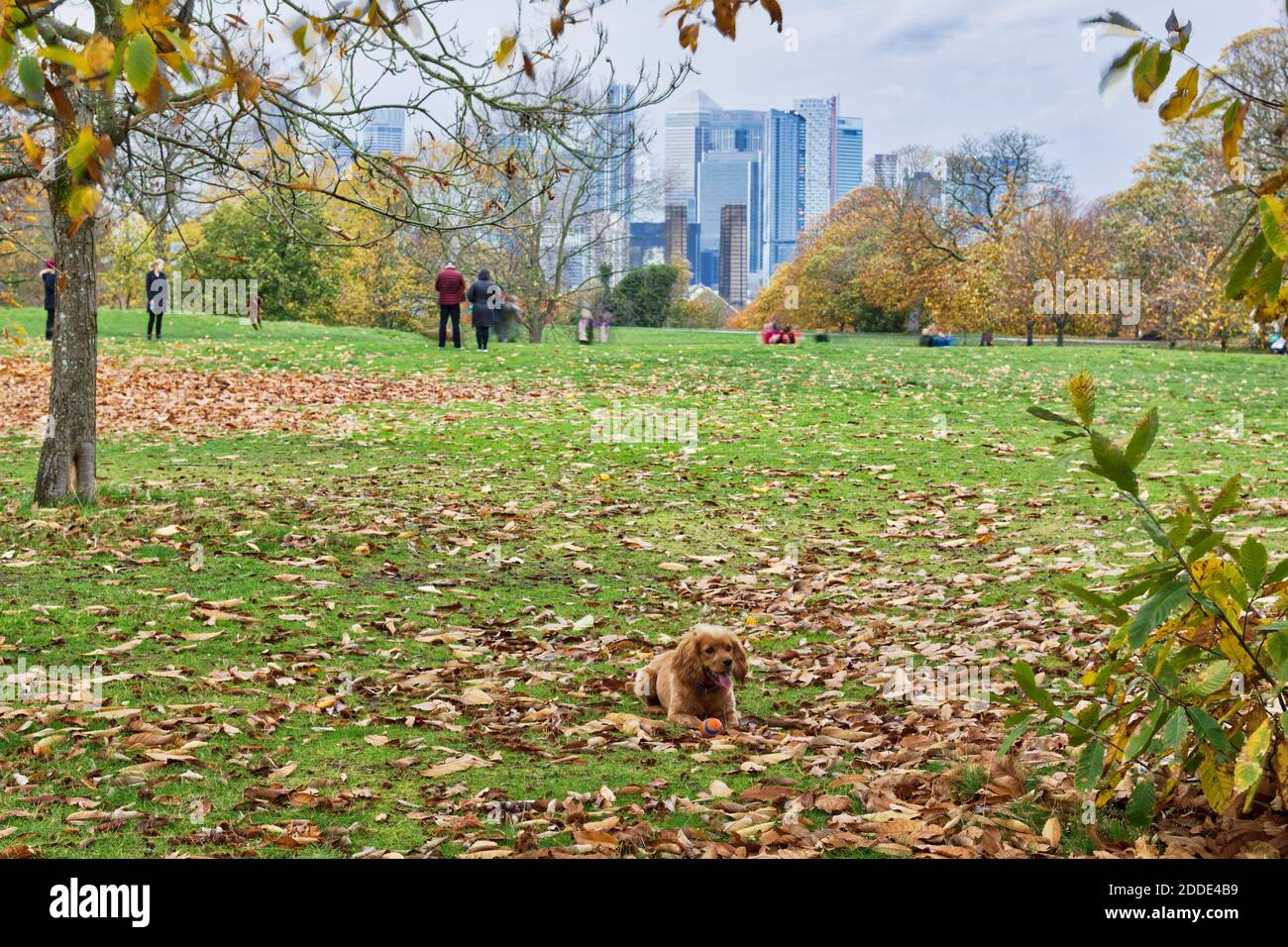 Poppy dog waiting for owner out for essential daily outdoor exercise in Greenwich park overlooking Financial centre in Canary Wharf, London Stock Photo