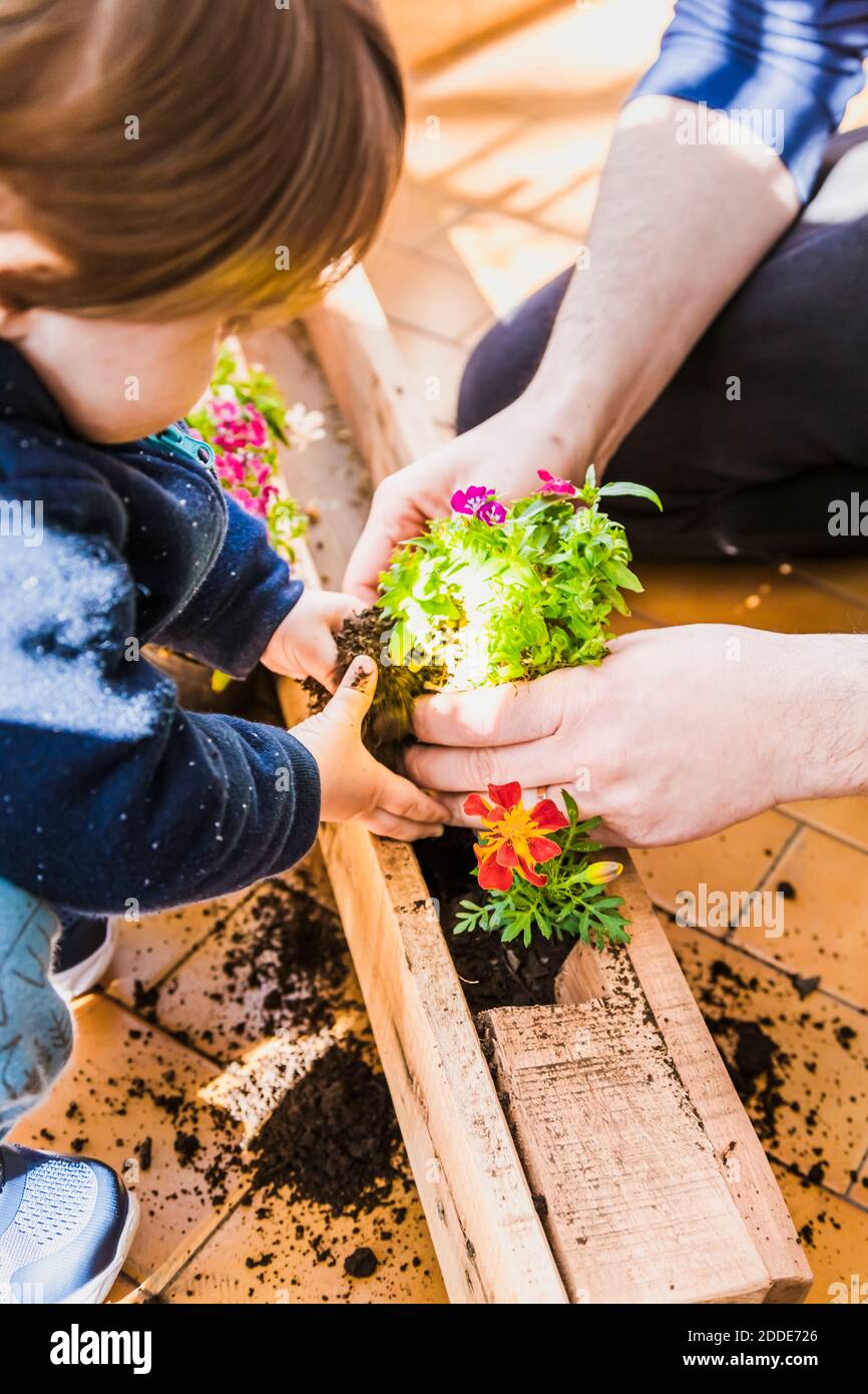 Father and son planting plant while sitting at balcony Stock Photo