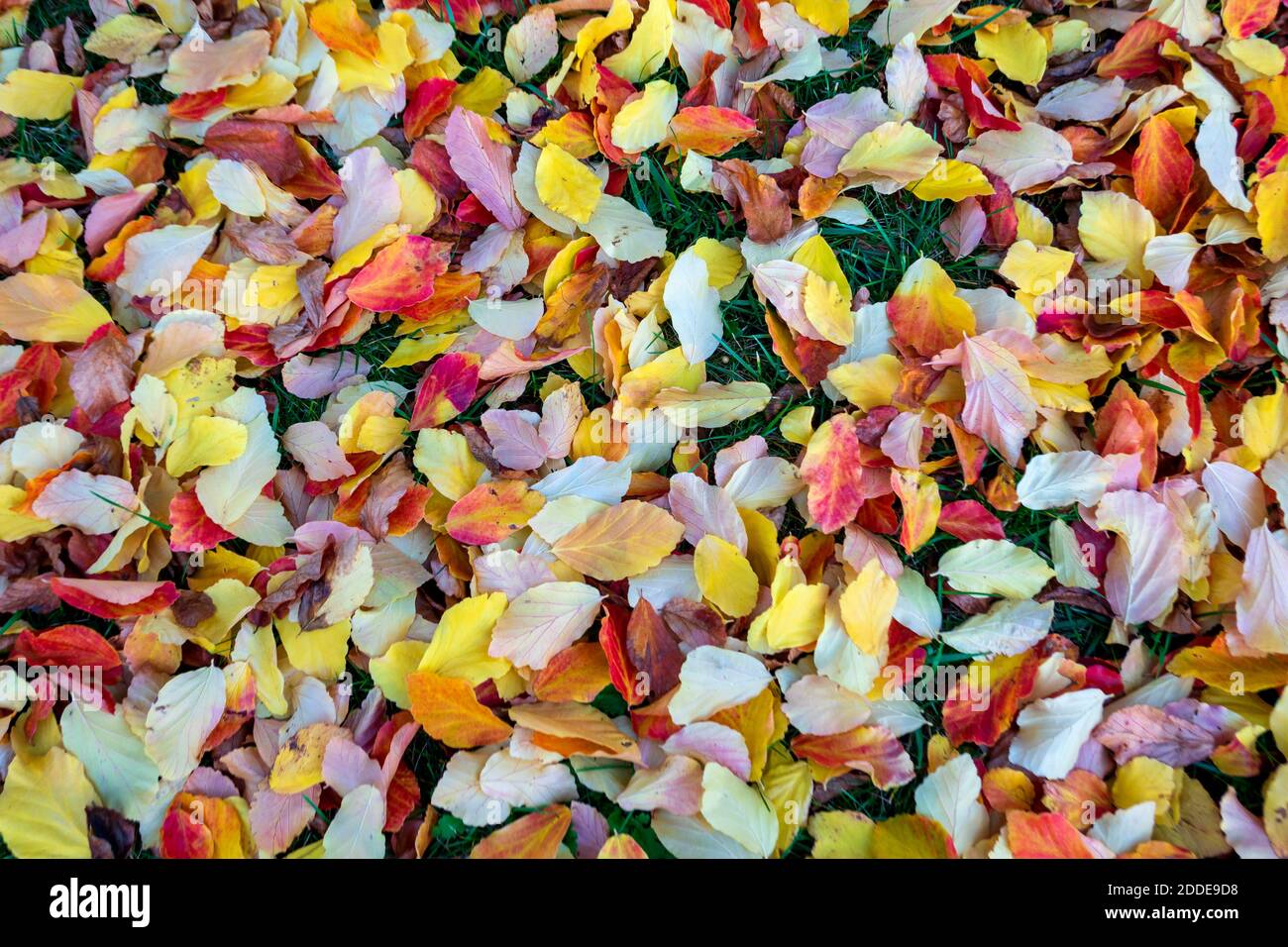 Autumn colored leaves on ground Stock Photo