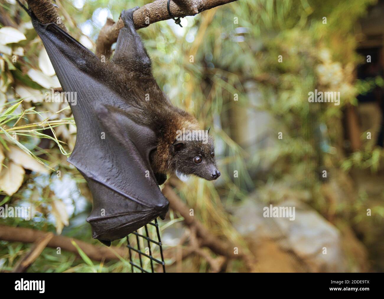 NO FILM, NO VIDEO, NO TV, NO DOCUMENTARY - At a little more than five  months, "Lucas" spent short periods of time in the main bat population at  the Bat House, part