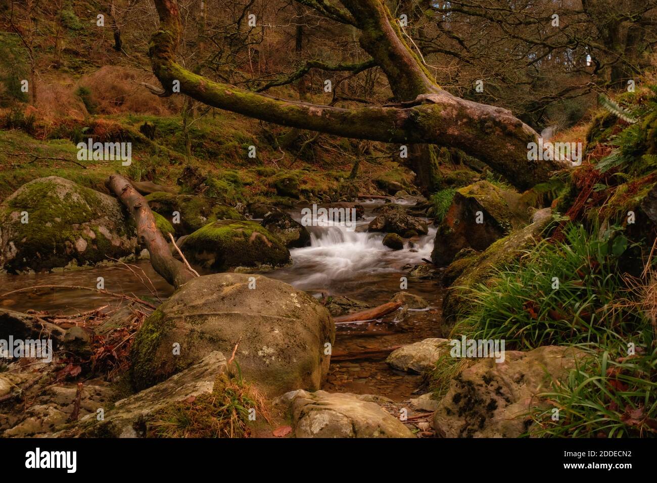 Mysterious Glendalough Creeks in Wicklow Mountains National park Stock Photo