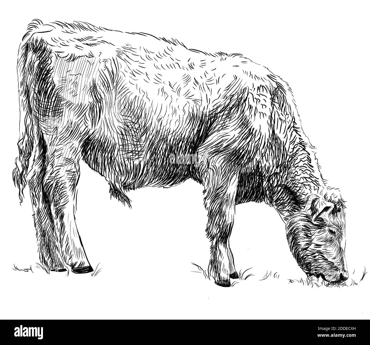Sketch of calf eating grass. Cow, bull, farm animal. Hand drawn black and white graphic illustration Stock Photo