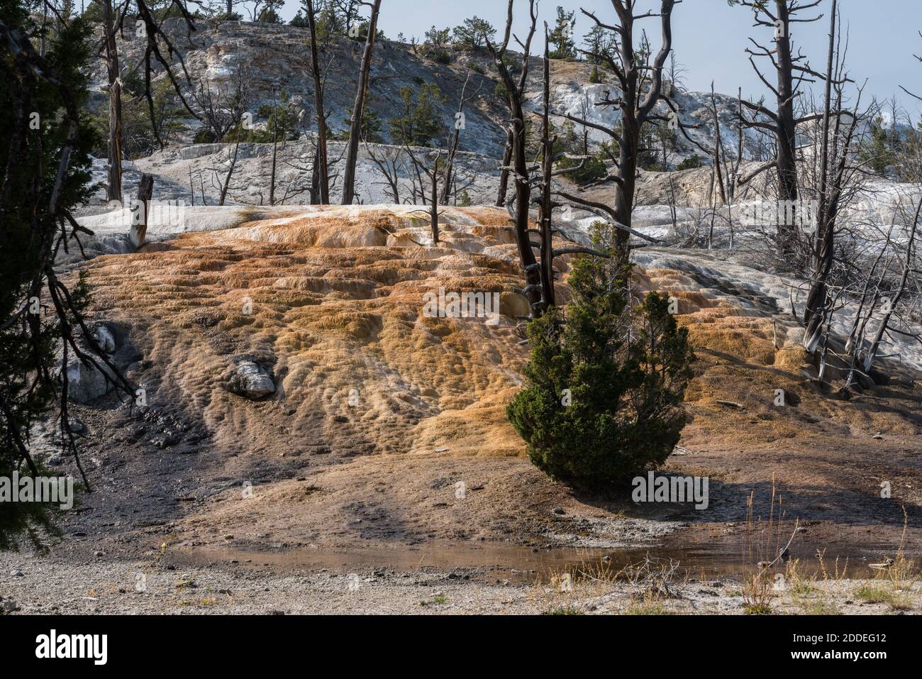 Travertine formations, Angel Terrace on the Upper Terraces of Mammoth ...