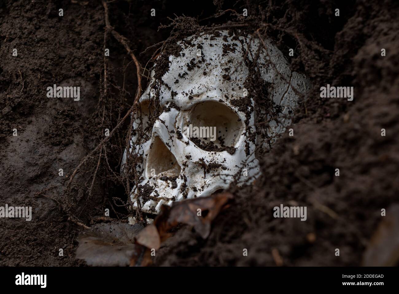 Human skull in hole in soil. Abandoned skull excavated in ground with ...