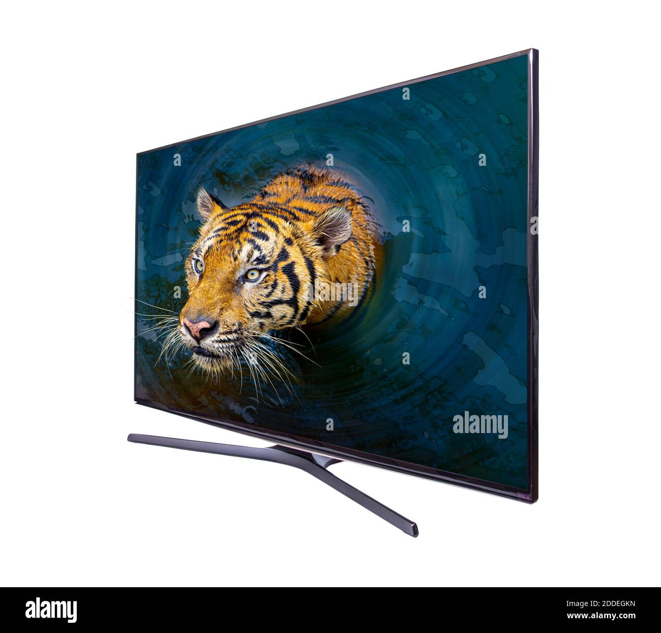 The tiger peeks out of the TV screen, isolated on white background. Stock Photo