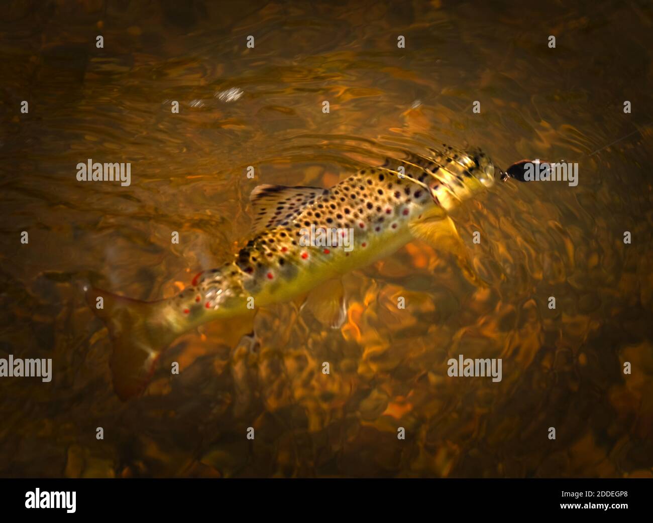 Trout in the water hires stock photography and images Alamy