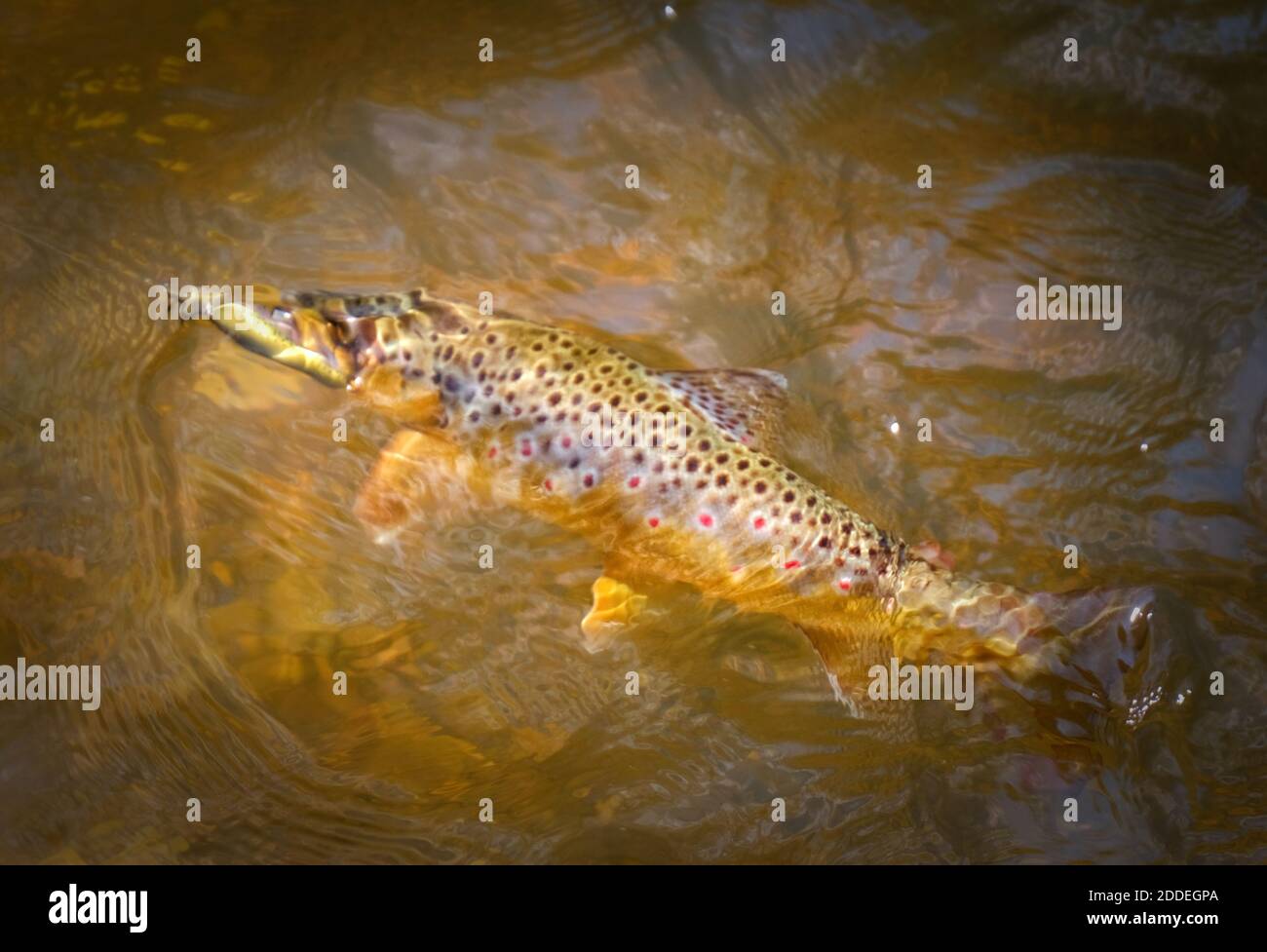 Creel with Native Trout — Stock Photo © tab62 #60291857