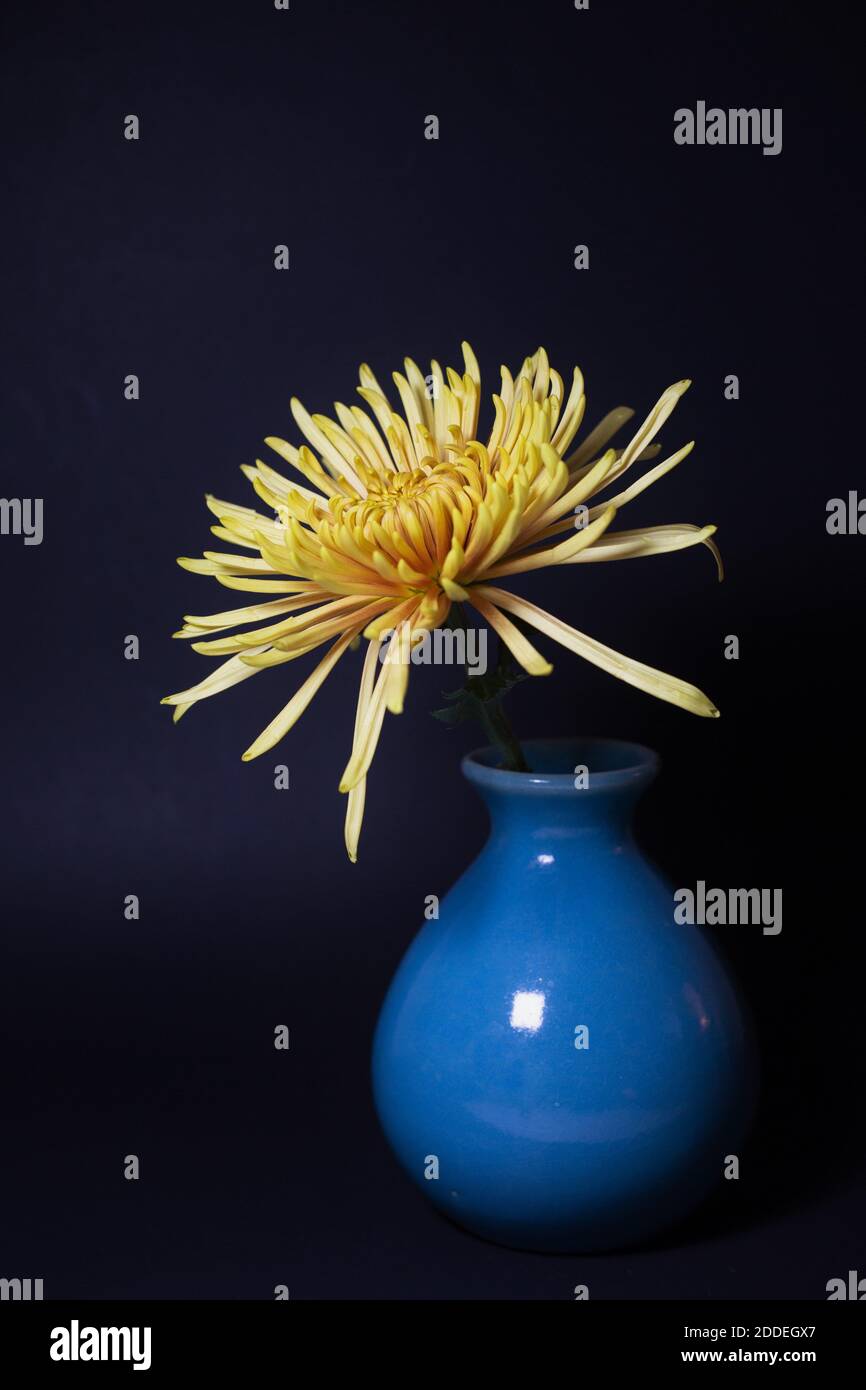 Chrysanthemum Vase High Resolution Stock Photography and Images Alamy