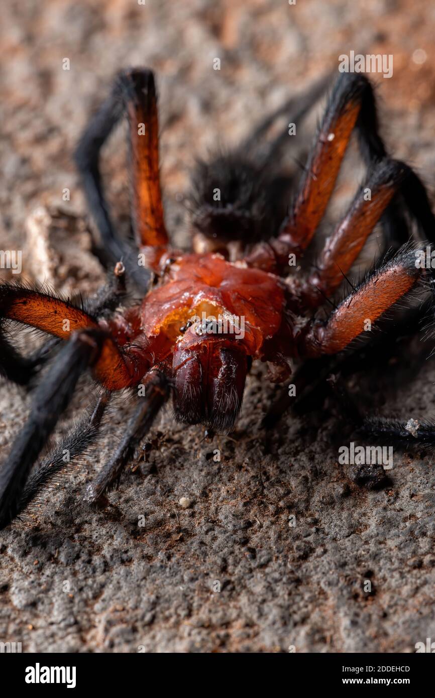 Curtain-web Spider of the Genus Diplura Stock Photo