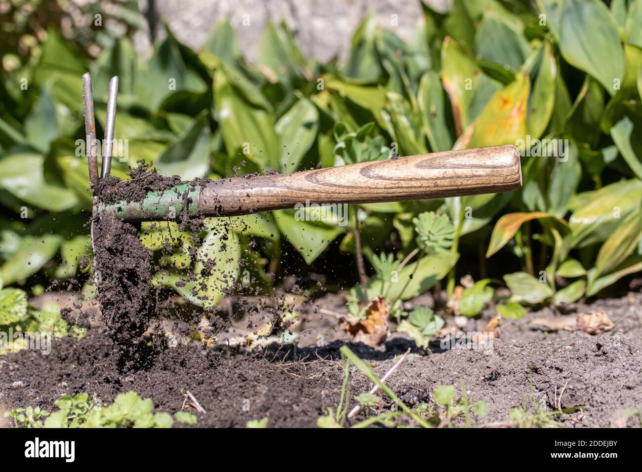 A hoe digs clay in the garden. The hoe works on a flower-bed with flying soil from digging. Stock Photo