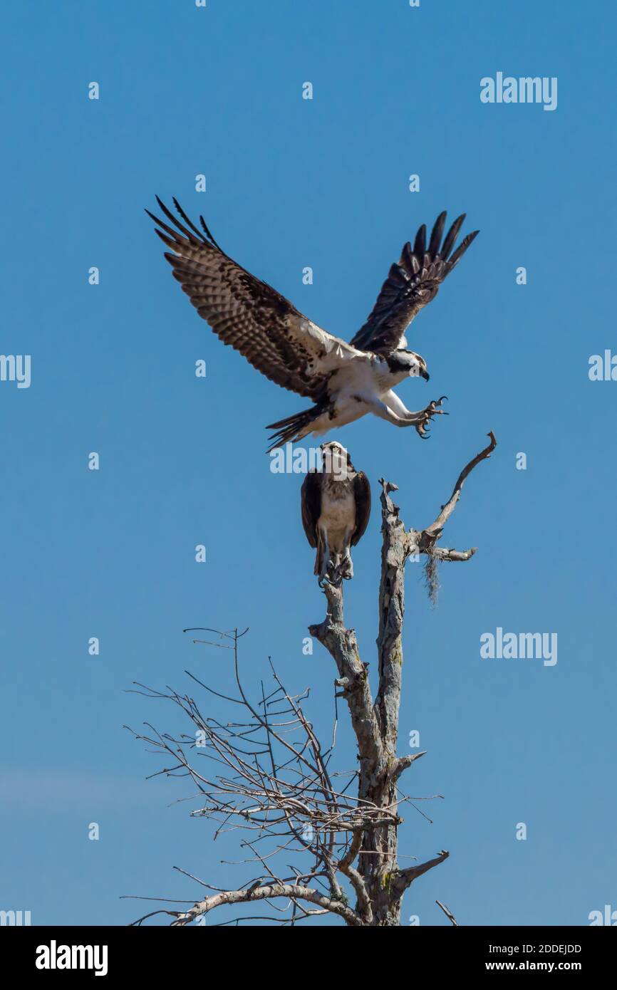 An Osprey, Pandion haliaetus, lands on a tree by its mate in the Atchafalaya Basin of south Lousiana, United States. Stock Photo