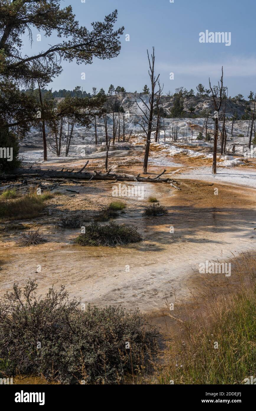Water runoff from Angel Terrace, Upper Terraces of Mammoth Hot Springs ...